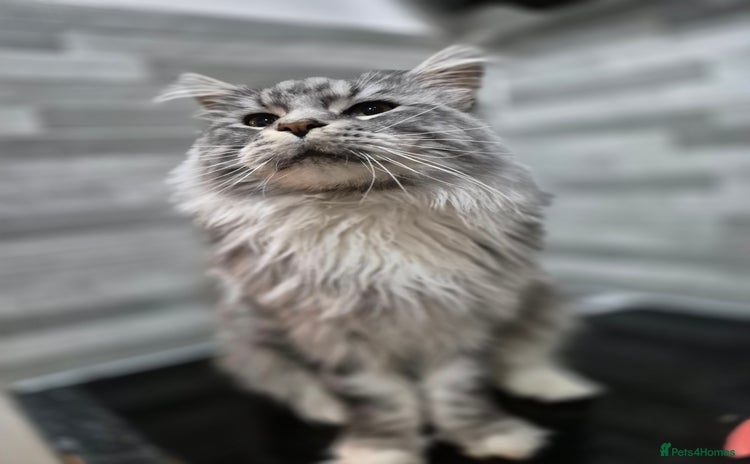 Maine Coon cats - Advert 2
