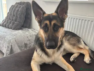 German Shepherd dogs Female 1 year old GSD - Advert 1