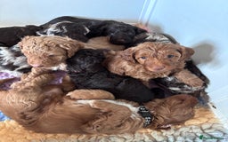 Sproodle dogs for sale: 10 fb2 Sproodles puppies  - Image 4