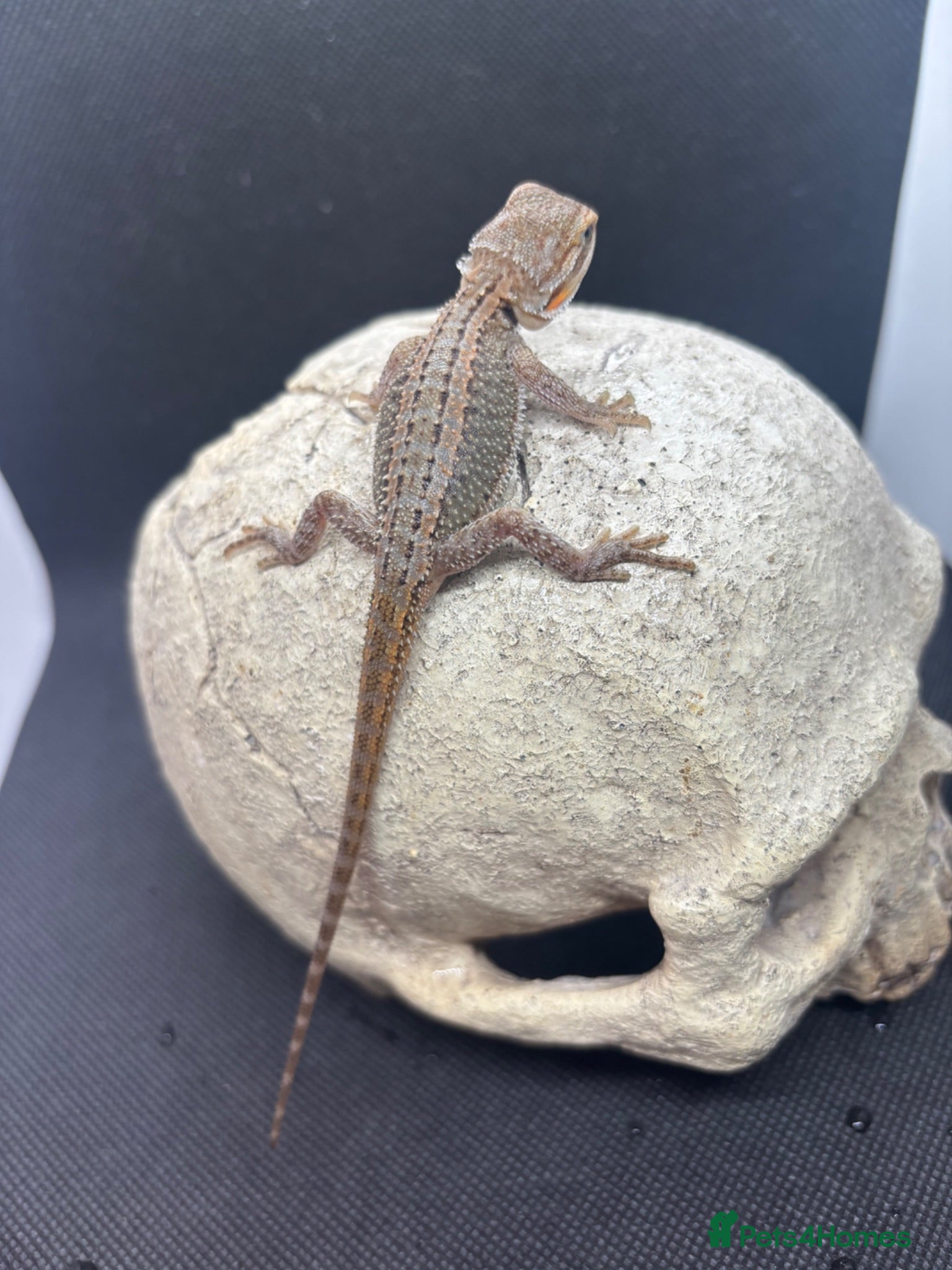 Bearded Dragon reptiles Spectacular baby dragons ready now  - Advert 2