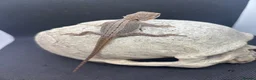 Bearded Dragon reptiles for sale: Spectacular baby dragons ready now  - Advert 2