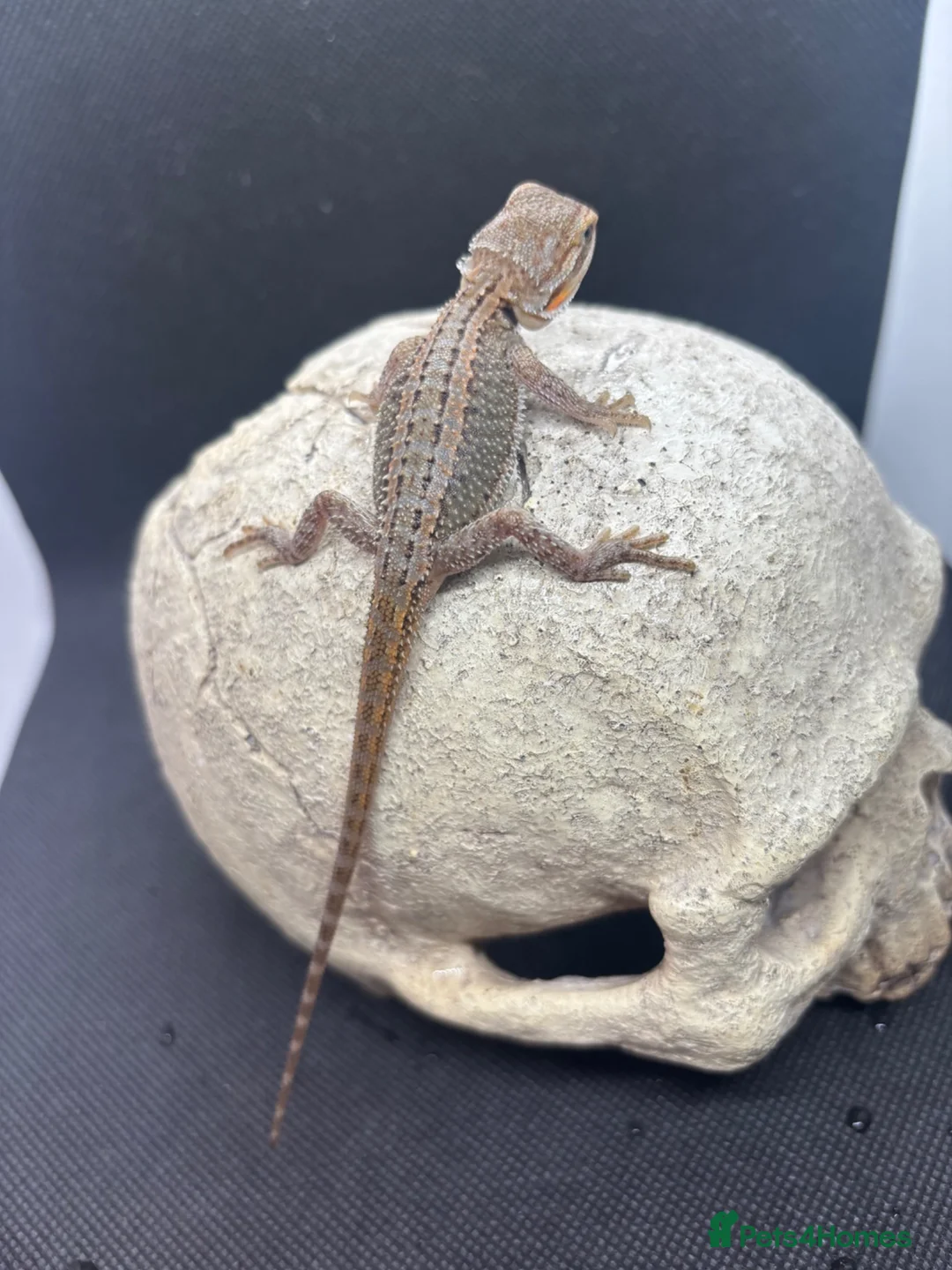 Bearded Dragon reptiles for sale: Spectacular baby dragons ready now  - Advert 2
