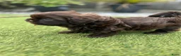 Shih Tzu dogs for sale: Stunning Solid Chocolate Kc Imperial Pups - Advert 5
