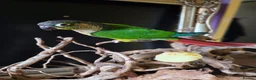 Conures birds for sale: Friendly conure - Advert 3