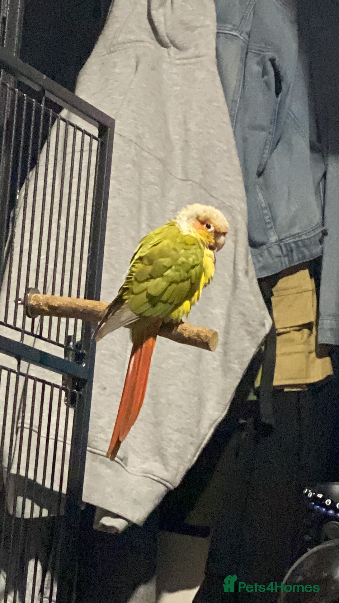 Conures birds 5-year-old pineapple green cheek conure - Advert 2