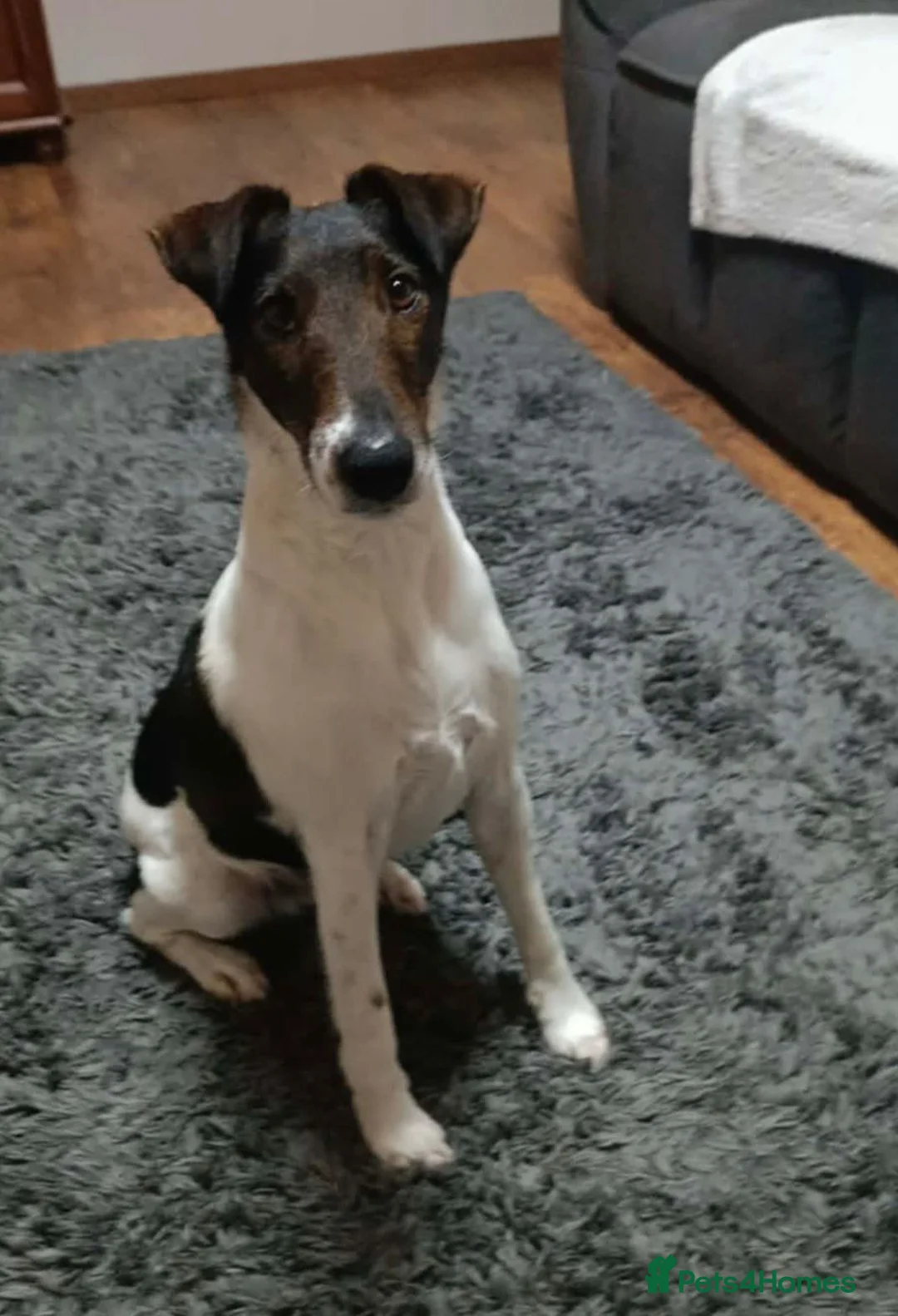 Fox Terrier dogs for adoption: LOVELY LOKI LOOKING FOR LOVE - Advert 16