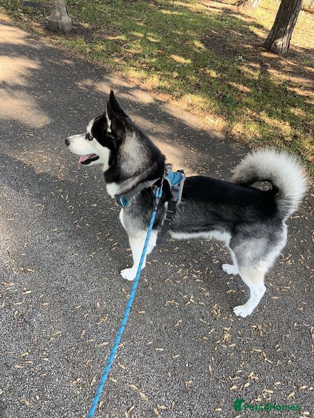 Siberian Husky dogs for sale: Beautiful Black & White Blue-Eyed Siberian Husky in London - Advert 2