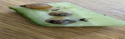 Snails invertebrates for sale: Giant African Land Snails  - Advert 4