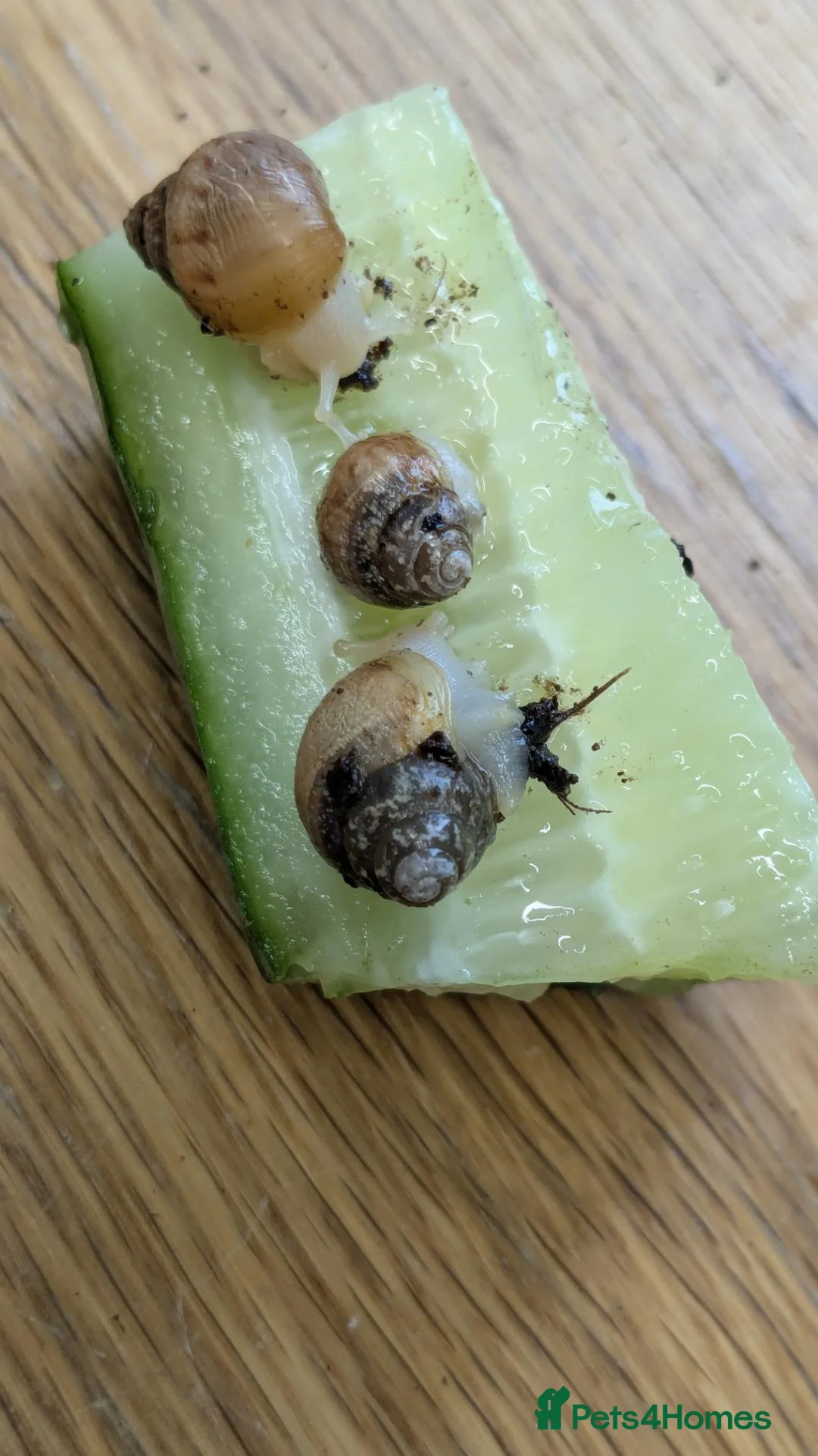 Snails invertebrates for sale: Giant African Land Snails  - Advert 4