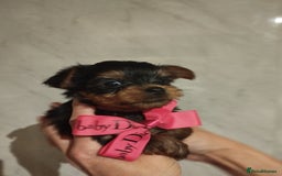 Yorkshire Terrier dogs for sale: 💝💝Beautiful miniature babies 💝💝 - Image 23