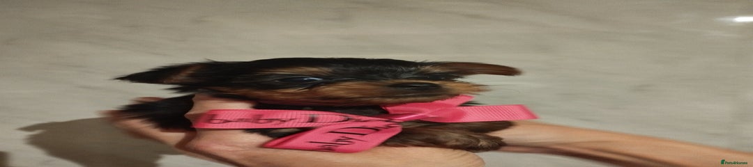 Yorkshire Terrier Puppy 5