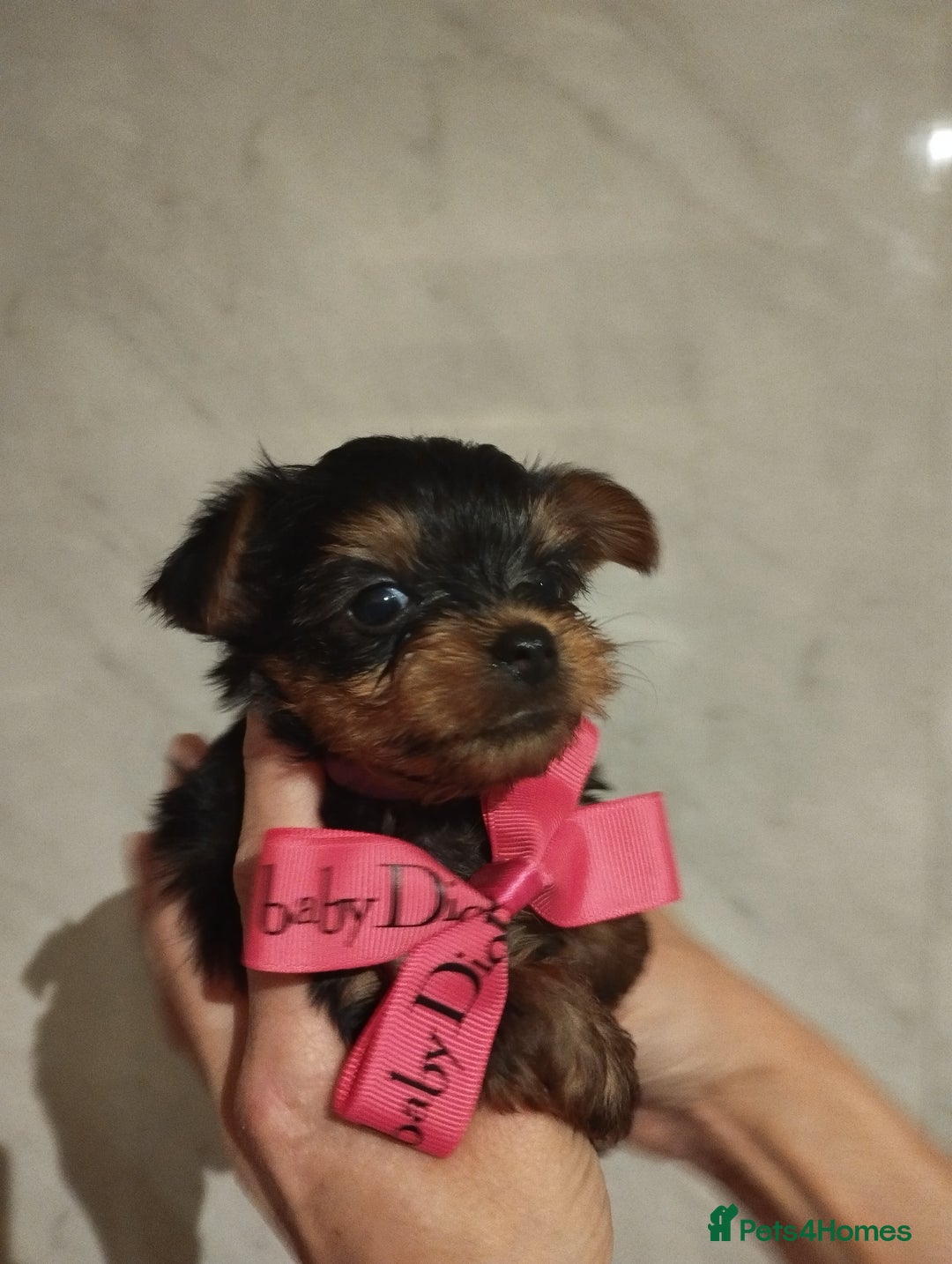 Yorkshire Terrier dogs for sale: 💝💝Beautiful miniature babies 💝💝 - Image 23