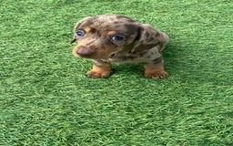Dachshund dogs for sale: Dachshund puppies  - Image 16
