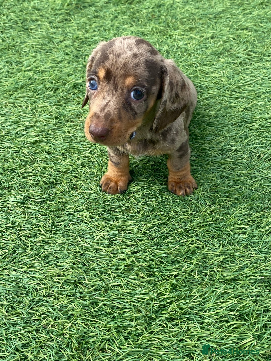 Dachshund dogs for sale: Dachshund puppies  - Image 16