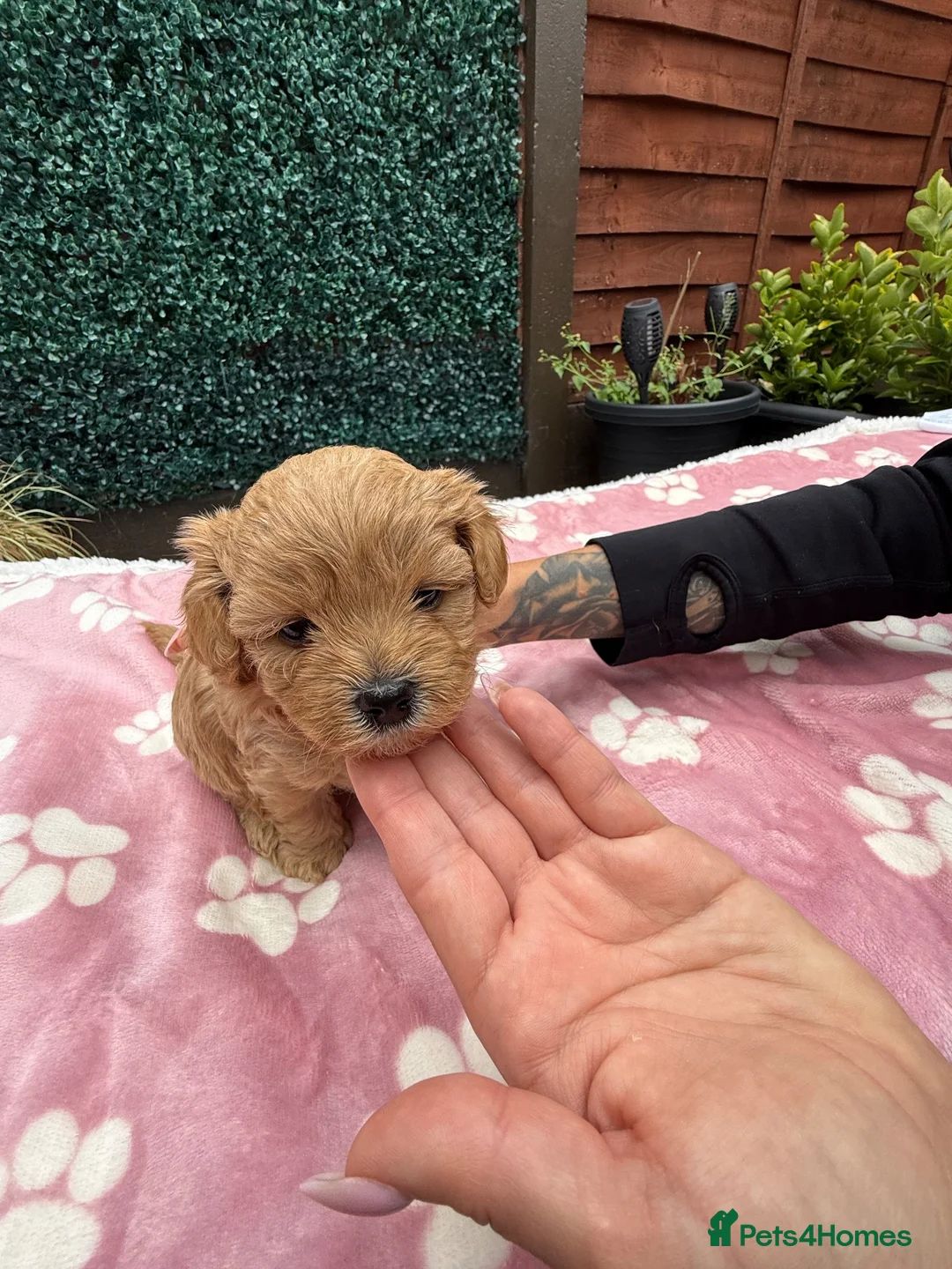 Maltipoo dogs for sale: 🐾💕 ADORABLE MALTIPOO  **   💕🐾 in Oldham - Advert 2