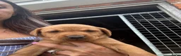 Labrador Retriever dogs for sale: Gorgeous yellow/red lab pups ready now - Advert 2