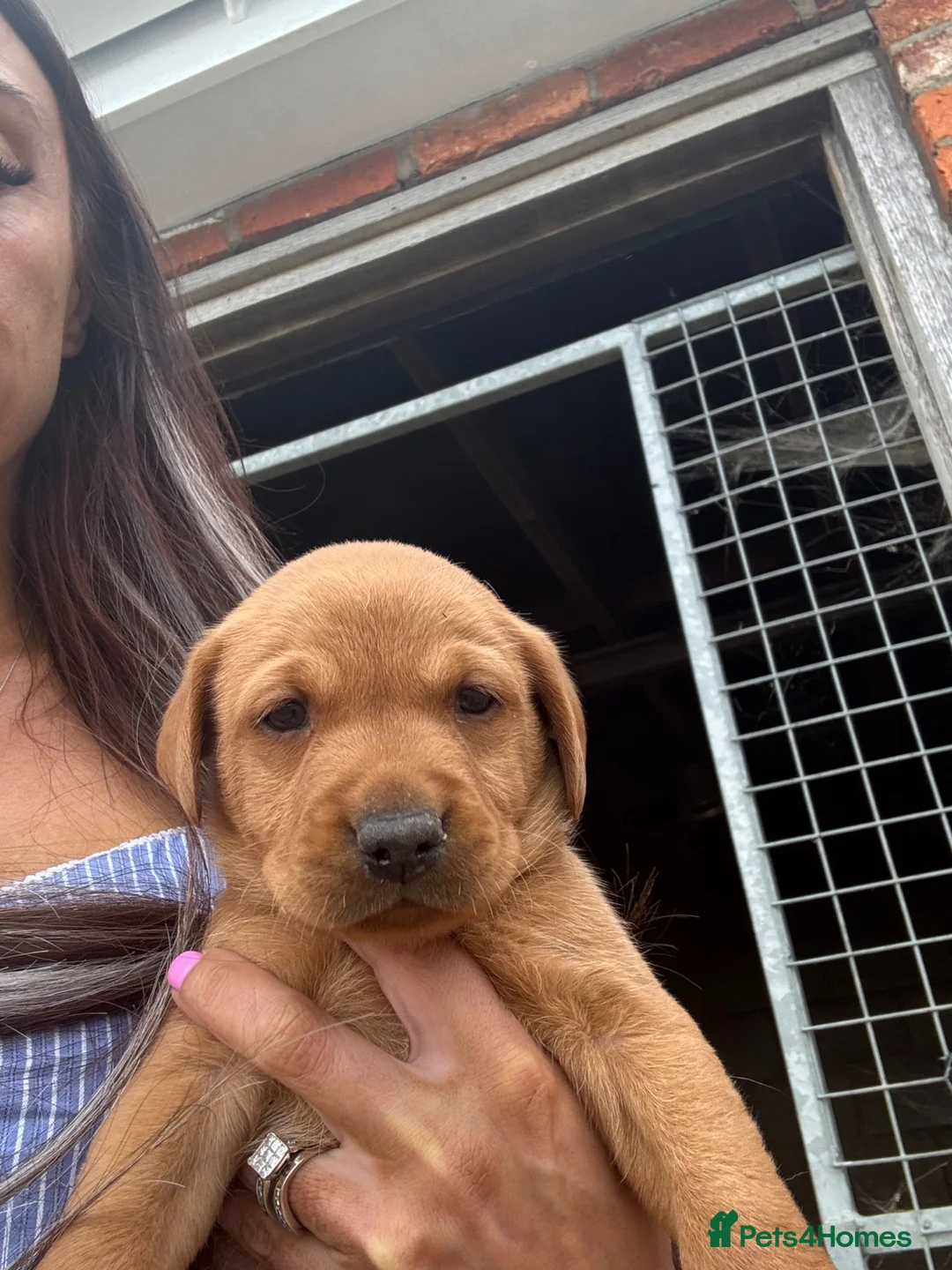 Labrador Retriever dogs for sale: Gorgeous yellow/red lab pups ready now - Advert 2