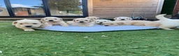 Golden Retriever dogs for sale: ⭐ KC Registered Golden Retriever Puppies ⭐️  - Advert 22