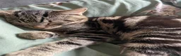 Mixed Breed cats for sale: Tabby female cat for sale  - Advert 3