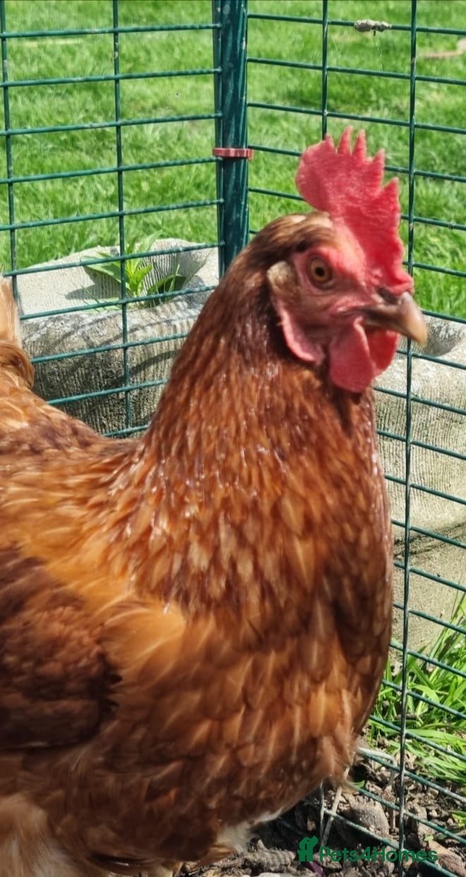 Chickens poultry 3 Laying Hens. Laying well. Wormed upto date - Advert 6