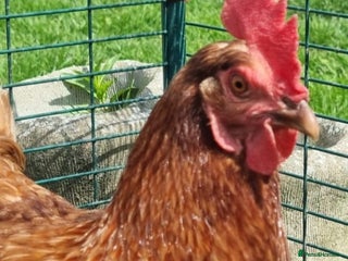 Chickens poultry - Advert 36