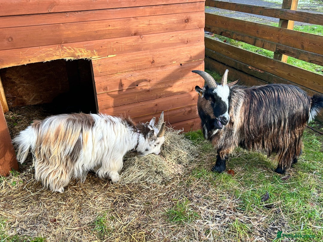 Goats livestock for sale: Two adorable castrated Pygmy goats  - Advert 5