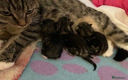 Domestic Shorthair cats for sale: Kittens - Image 7