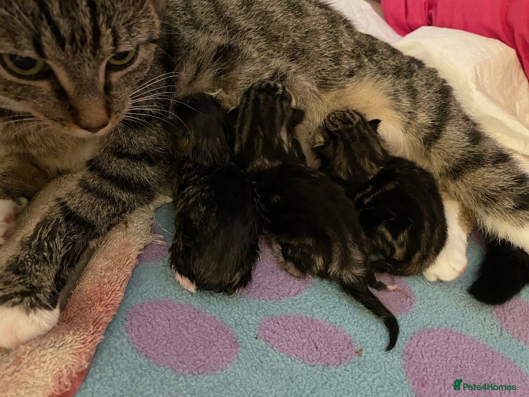 Domestic Shorthair cats for sale: Kittens - Image 7