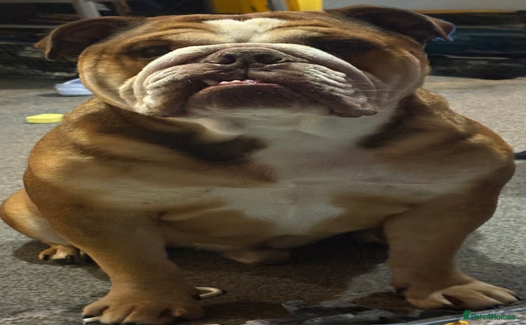 English Bulldog dogs - Advert 1