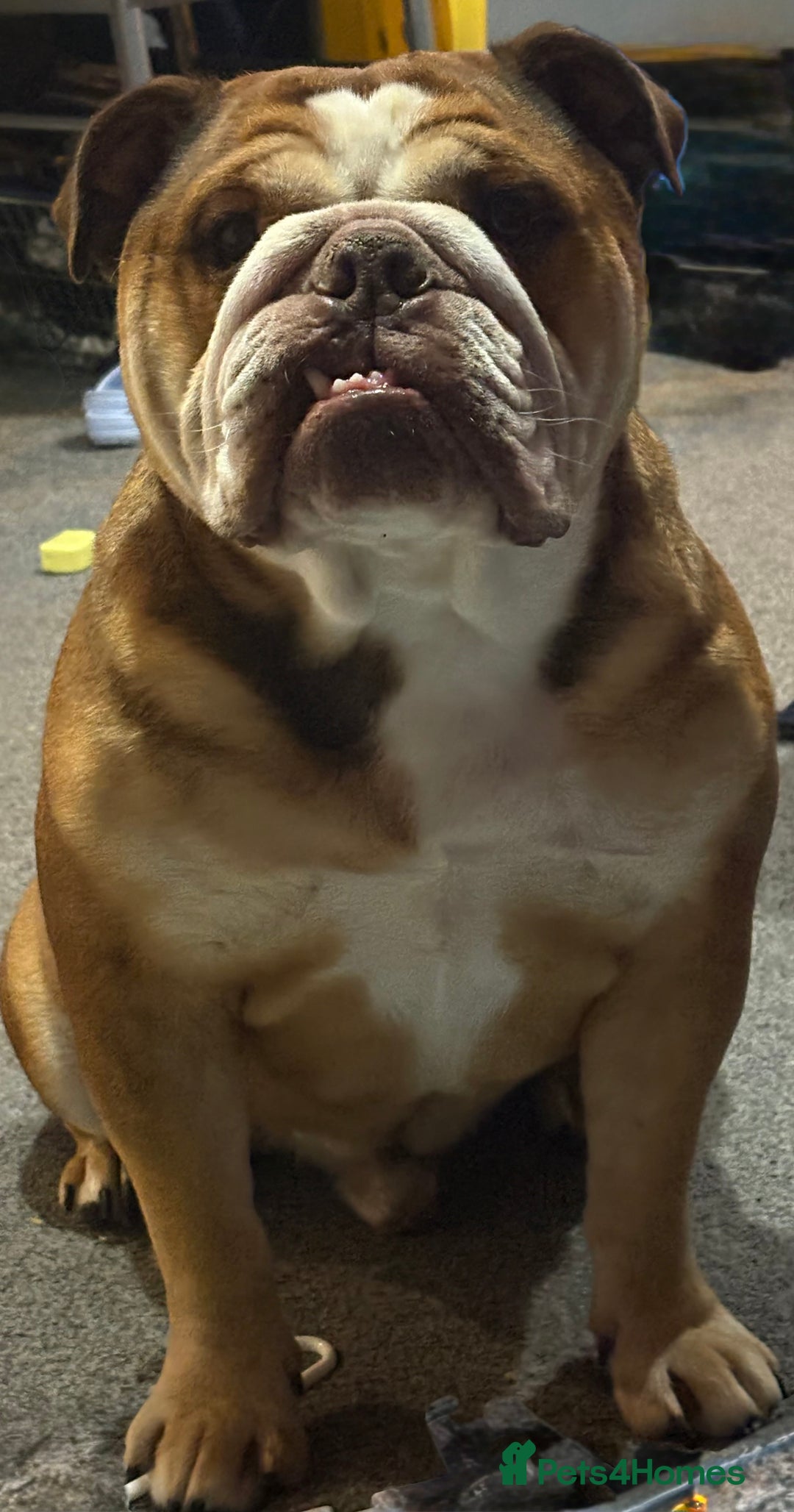 English Bulldog dogs for sale: Bear - British Bulldog, 5 years old - Image 1