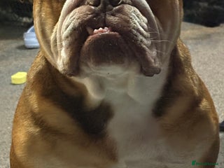 English Bulldog dogs - Advert 7
