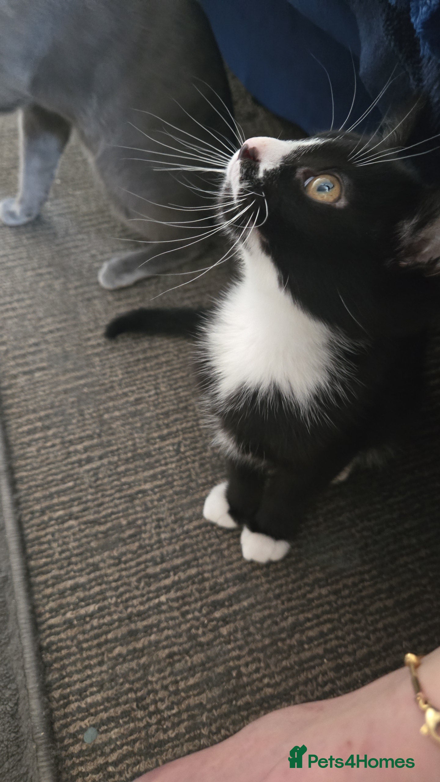 Mixed Breed cats Beautiful litter of british shorthair kittens  - Advert 2