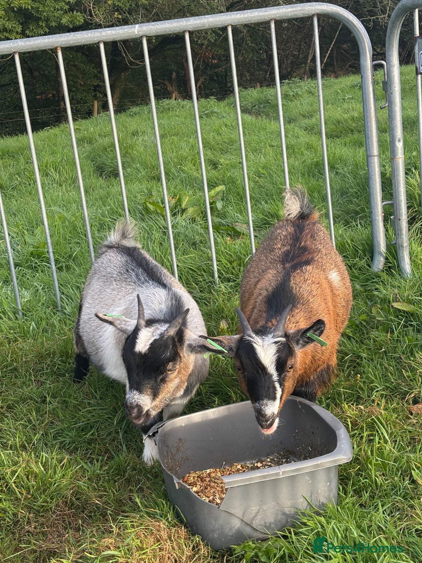 Goats livestock 2 x Pygmy Wether kids pure breed - Advert 6