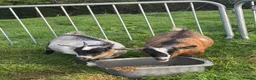 Goats livestock for sale: 2 x Pygmy Wether kids pure breed - Advert 1