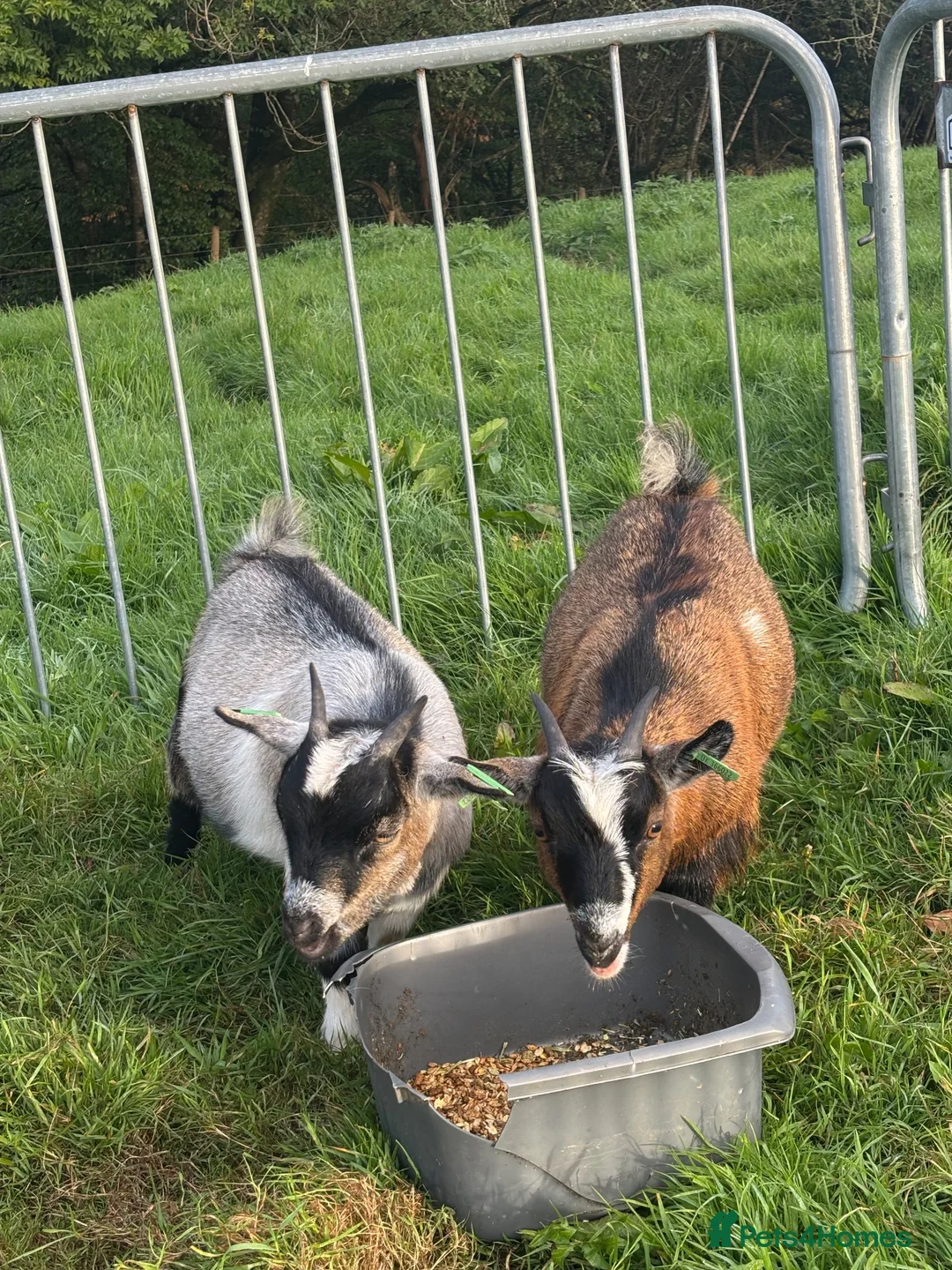 Goats livestock for sale: 2 x Pygmy Wether kids pure breed - Advert 1