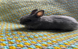 Netherland Dwarf rabbits for sale: Vaccinated Netherland Dwarf Rabbits - Image 6