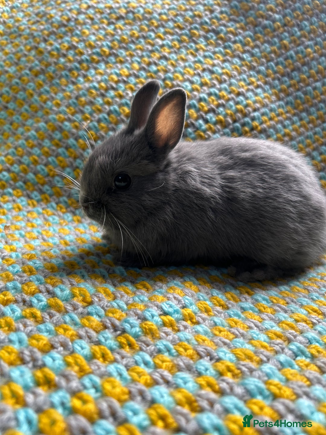 Netherland Dwarf rabbits for sale: Vaccinated Netherland Dwarf Rabbits - Image 6