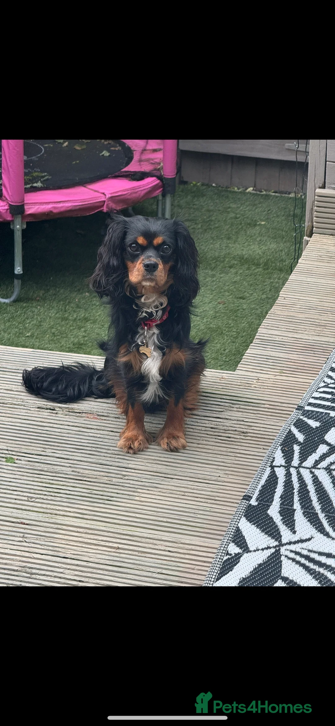 Cavalier King Charles Spaniel dogs for stud: *PROVEN* HEALTH TESTED Black & Tan Cavalier STUD in Oldham - Advert 10