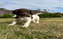 English Springer Spaniel dogs for sale: English Springer Spaniels - Image 6
