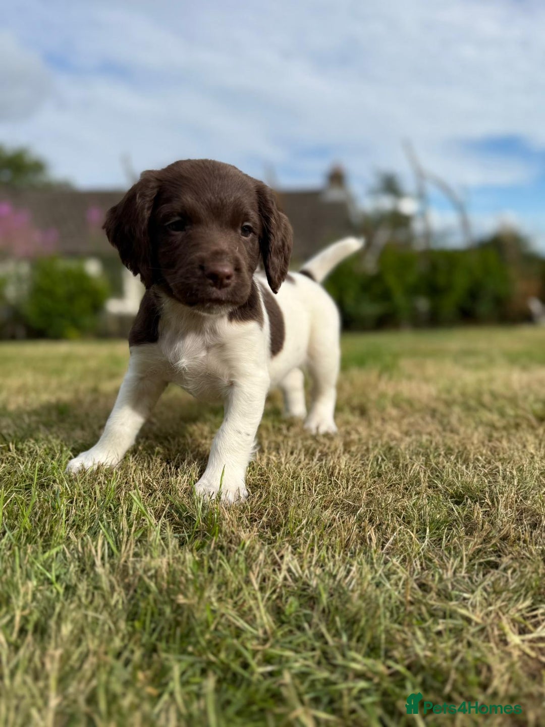English Springer Spaniel dogs for sale: English Springer Spaniels - Image 6