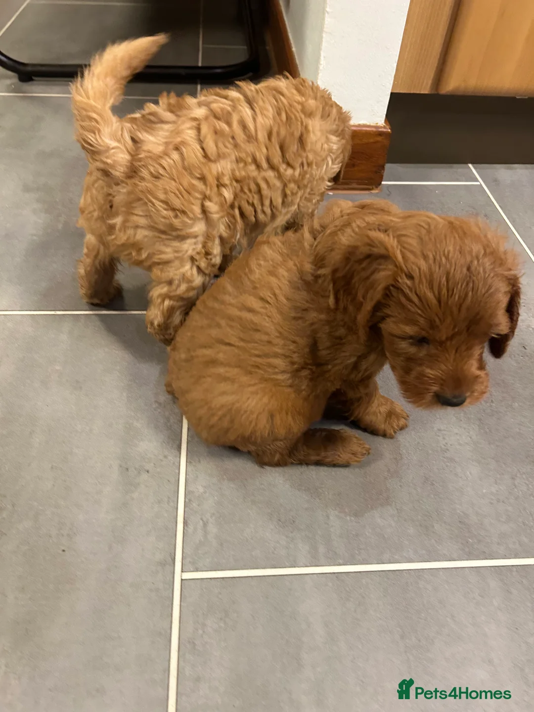Cockapoo dogs for sale: F2B cockapoo puppies  - Advert 2