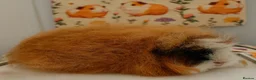 Guinea Pig rodents for sale: Pedigree Swiss Father + Son - Advert 3