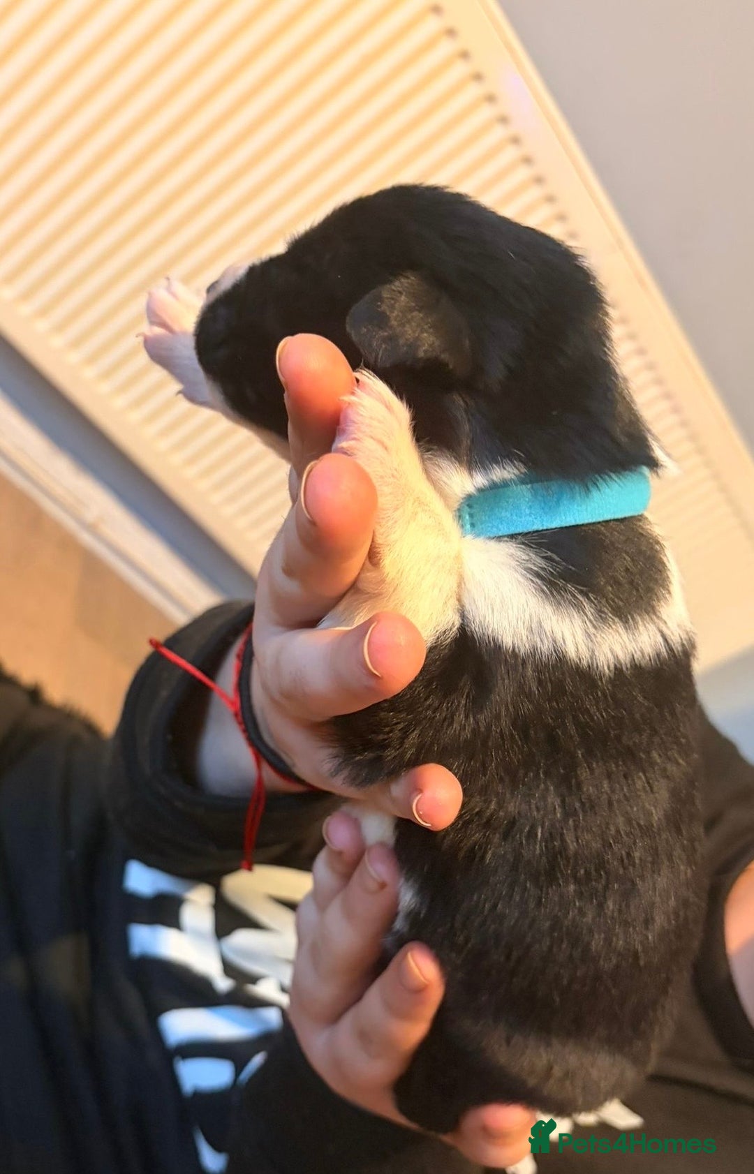 Mixed Breed dogs for sale: Border collie mix pups - Advert 7