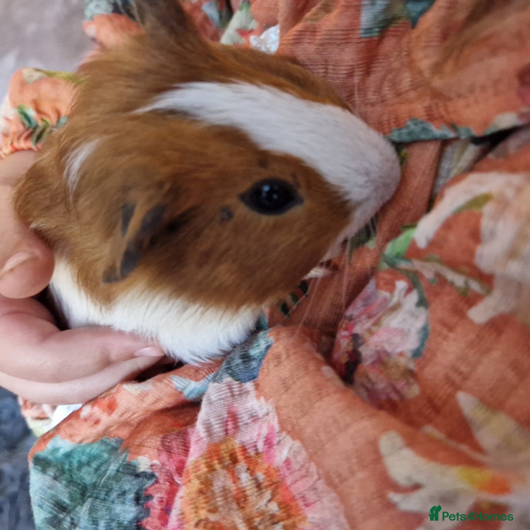 Guinea Pig rodents for sale: Male guinea pigs - Image 2