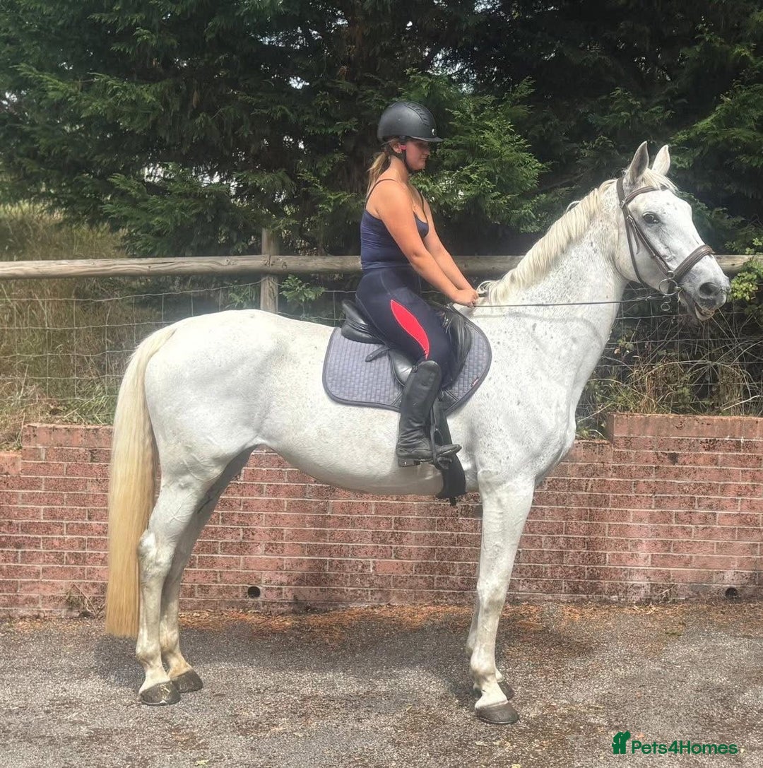 Belgian Warmblood horses for sale: Wow !! What a mare she is !!  - Image 6