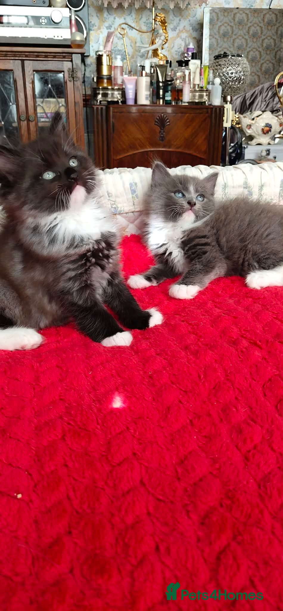 Mixed Breed cats KITTENS - Advert 2
