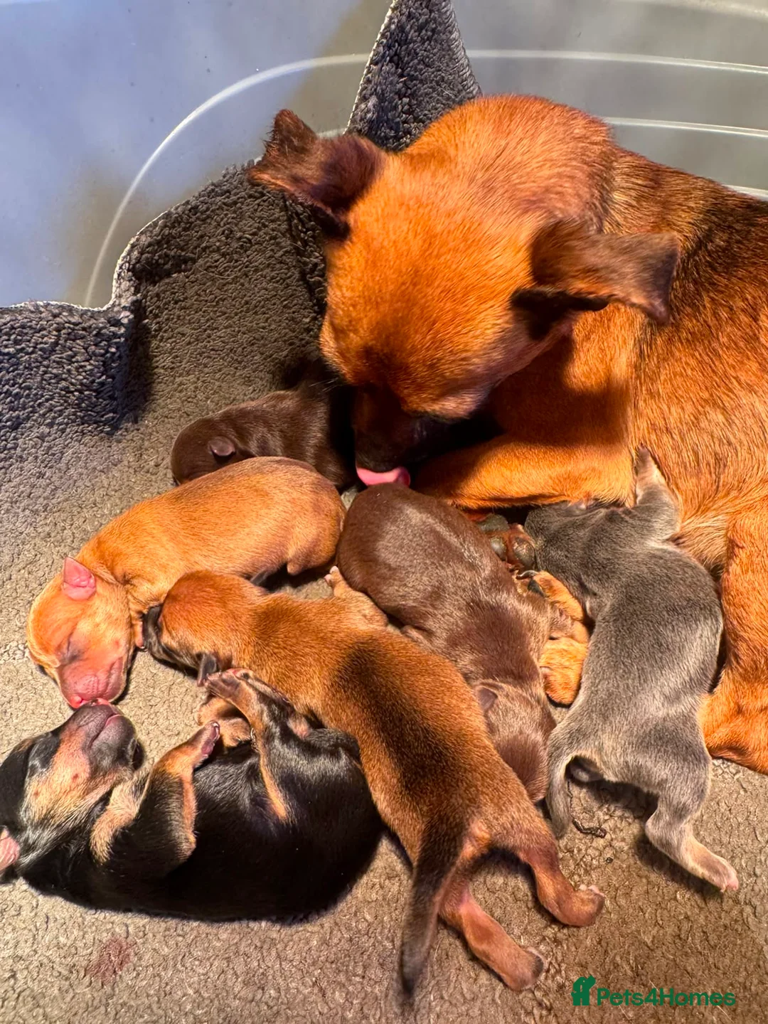 Jack Russell dogs for sale: Jack Russel puppies - Advert 1