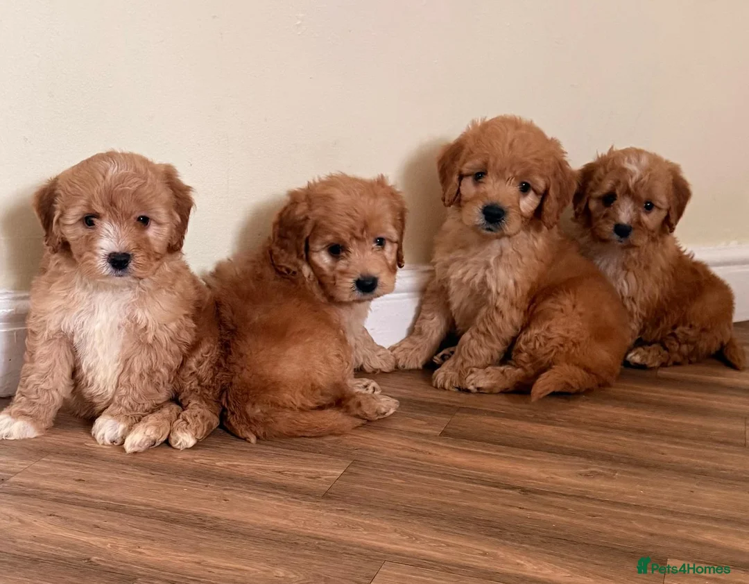 Cockapoo dogs for sale: Beautiful puppies ready to go  - Advert 27