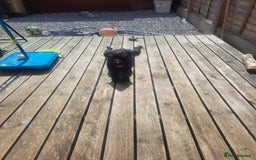 Patterdale Terrier dogs for sale: Patterdale pups - Image 32