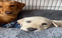 Labrador Retriever dogs for sale: Extensively Health tested Red fox Labradors 🧡 - Image 14